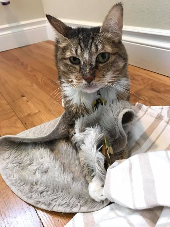 Rudy Playing with a Towel and Puff